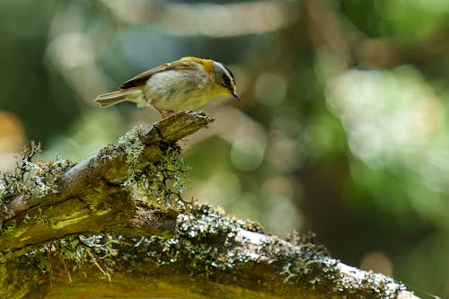 The common firecrest (Regulus ignicapilla), also known as the firecrest, is a very small passerine bird in the kinglet family. It breeds in most of temperate Europe and northwestern Africa...