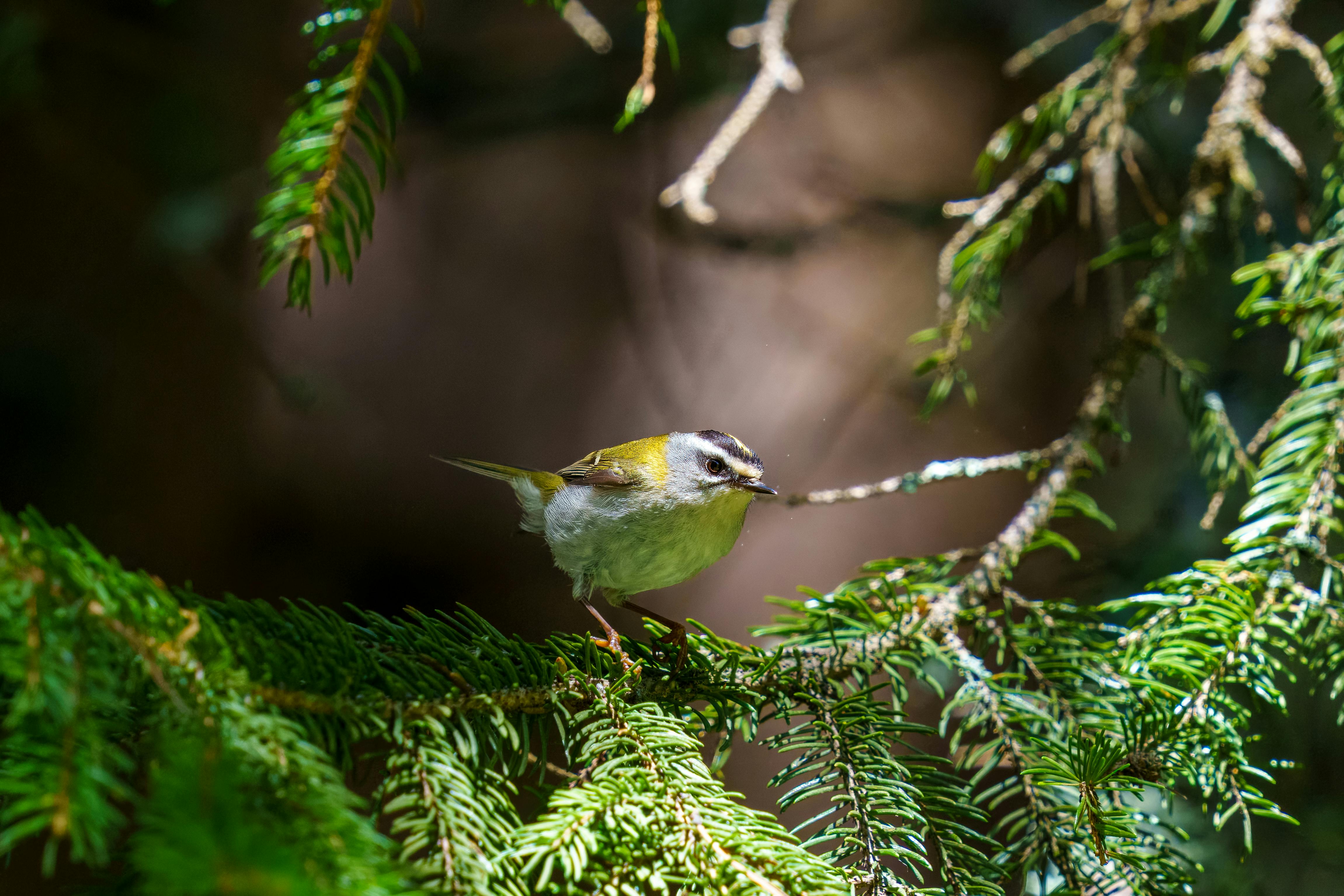 A goldcrest bird delicately perched on an evergreen branch, captured in a forest setting.