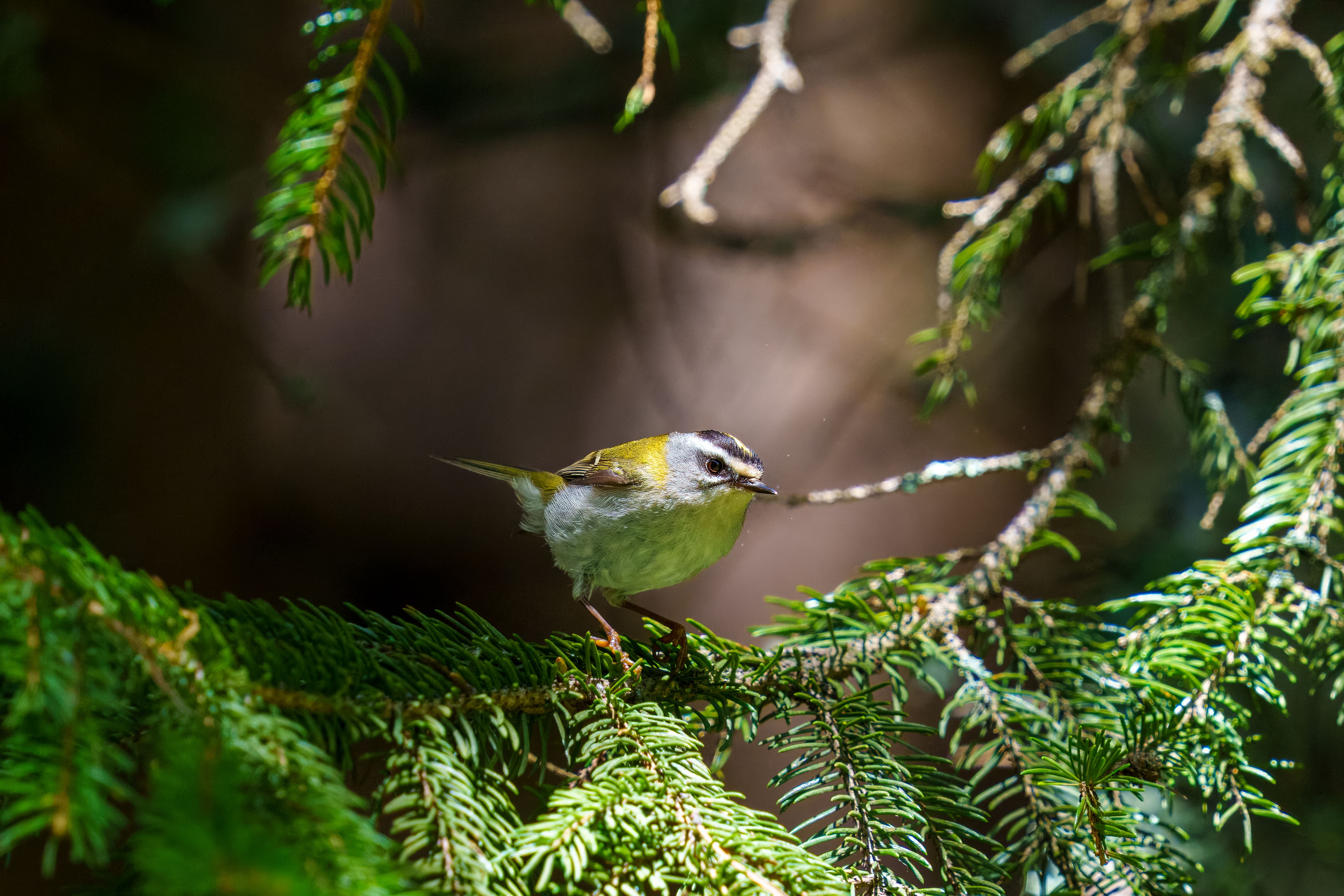 The common firecrest (Regulus ignicapilla), also known as the firecrest ...