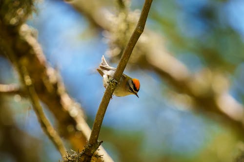 The common firecrest (Regulus ignicapilla), also known as the firecrest, is a very small passerine bird in the kinglet family. It breeds in most of temperate Europe and northwestern Africa...