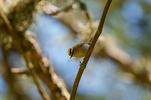 The common firecrest (Regulus ignicapilla), also known as the firecrest, is a very small passerine bird in the kinglet family. It breeds in most of temperate Europe and northwestern Africa...