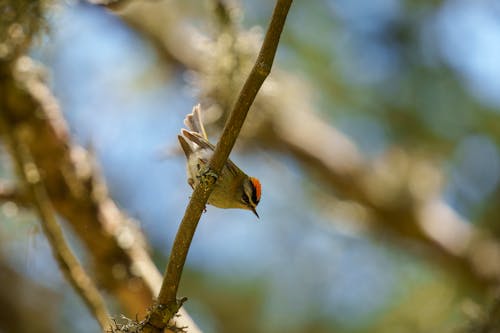 The common firecrest (Regulus ignicapilla), also known as the firecrest, is a very small passerine bird in the kinglet family. It breeds in most of temperate Europe and northwestern Africa...