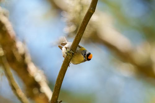 The common firecrest (Regulus ignicapilla), also known as the firecrest, is a very small passerine bird in the kinglet family. It breeds in most of temperate Europe and northwestern Africa...