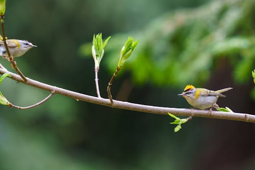 The common firecrest (Regulus ignicapilla), also known as the firecrest, is a very small passerine bird in the kinglet family. It breeds in most of temperate Europe and northwestern Africa...