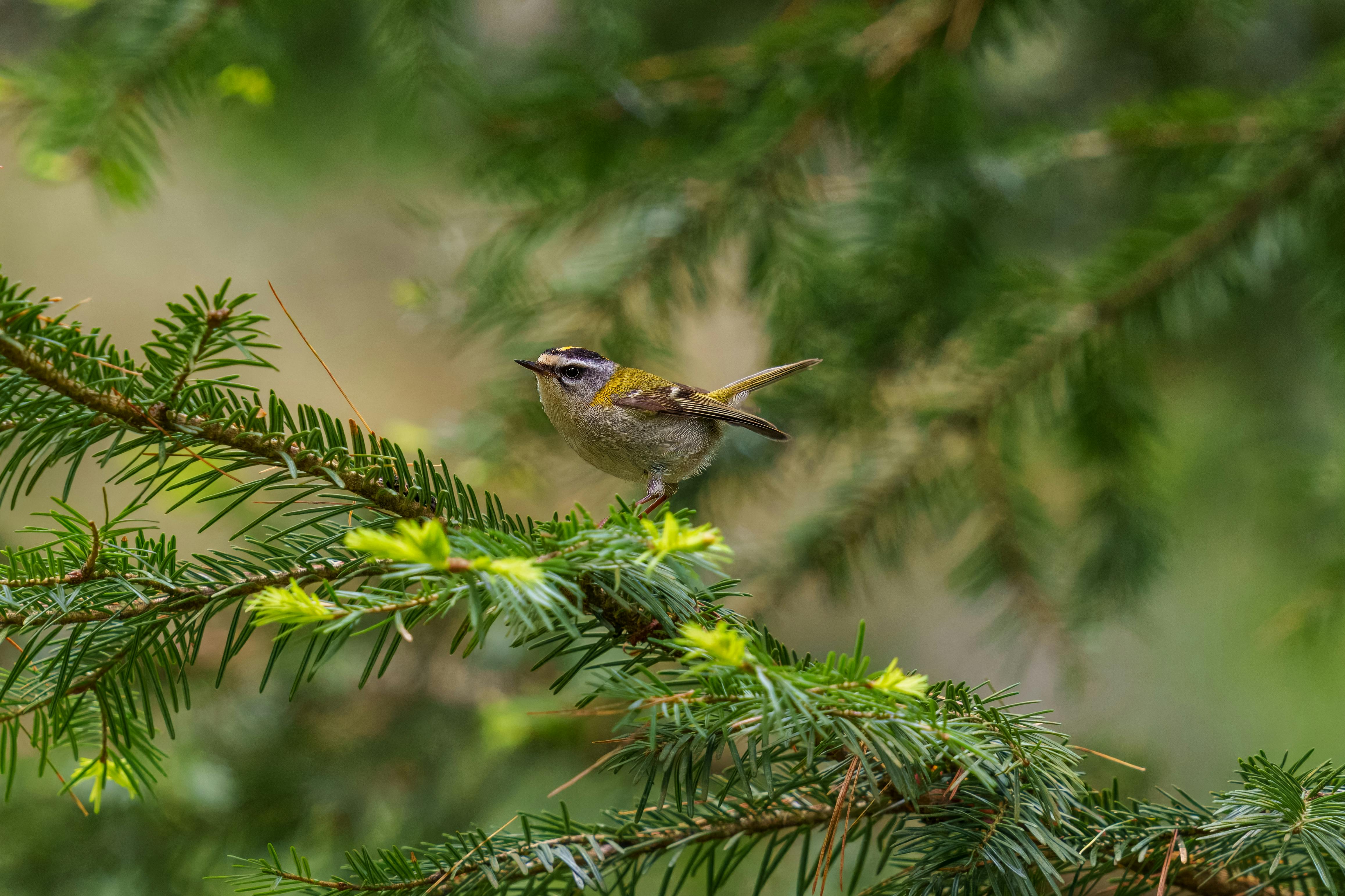 A goldcrest bird perched on an evergreen branch, showcasing nature's delicate beauty.