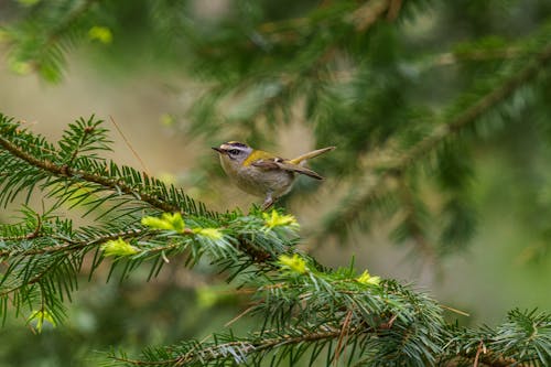 The common firecrest (Regulus ignicapilla), also known as the firecrest, is a very small passerine bird in the kinglet family. It breeds in most of temperate Europe and northwestern Africa...