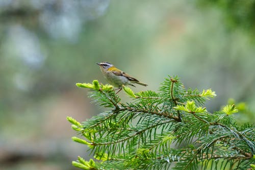 The common firecrest (Regulus ignicapilla), also known as the firecrest, is a very small passerine bird in the kinglet family. It breeds in most of temperate Europe and northwestern Africa...