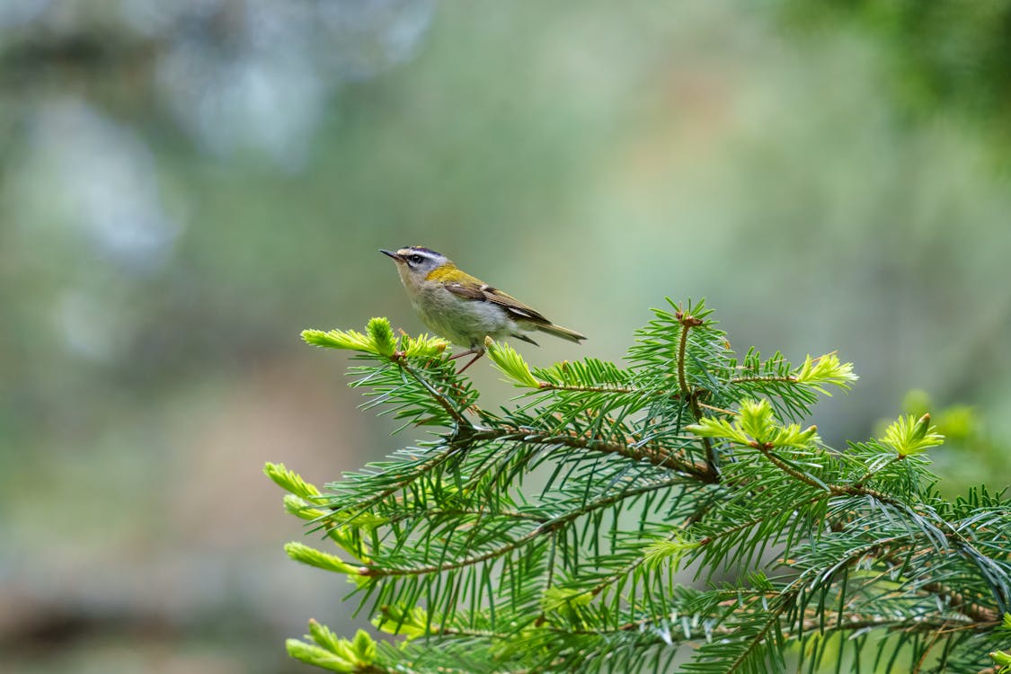 The common firecrest (Regulus ignicapilla), also known as the firecrest, is a very small passerine bird in the kinglet family. It breeds in most of temperate Europe and northwestern Africa...