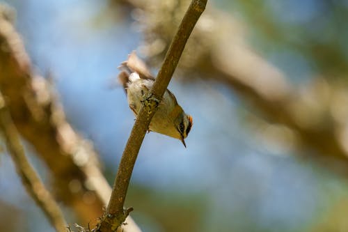 The common firecrest (Regulus ignicapilla), also known as the firecrest, is a very small passerine bird in the kinglet family. It breeds in most of temperate Europe and northwestern Africa...