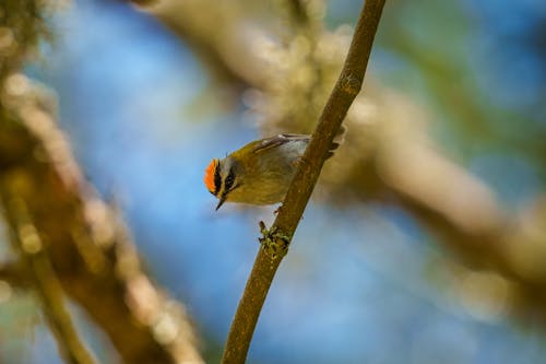 The common firecrest (Regulus ignicapilla), also known as the firecrest, is a very small passerine bird in the kinglet family. It breeds in most of temperate Europe and northwestern Africa...