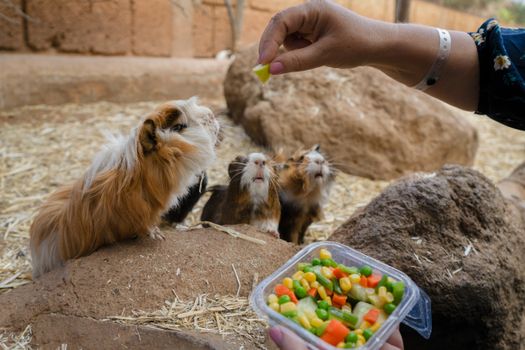 Guinea pigs in a zoo being hand-fed fresh vegetables outdoors.