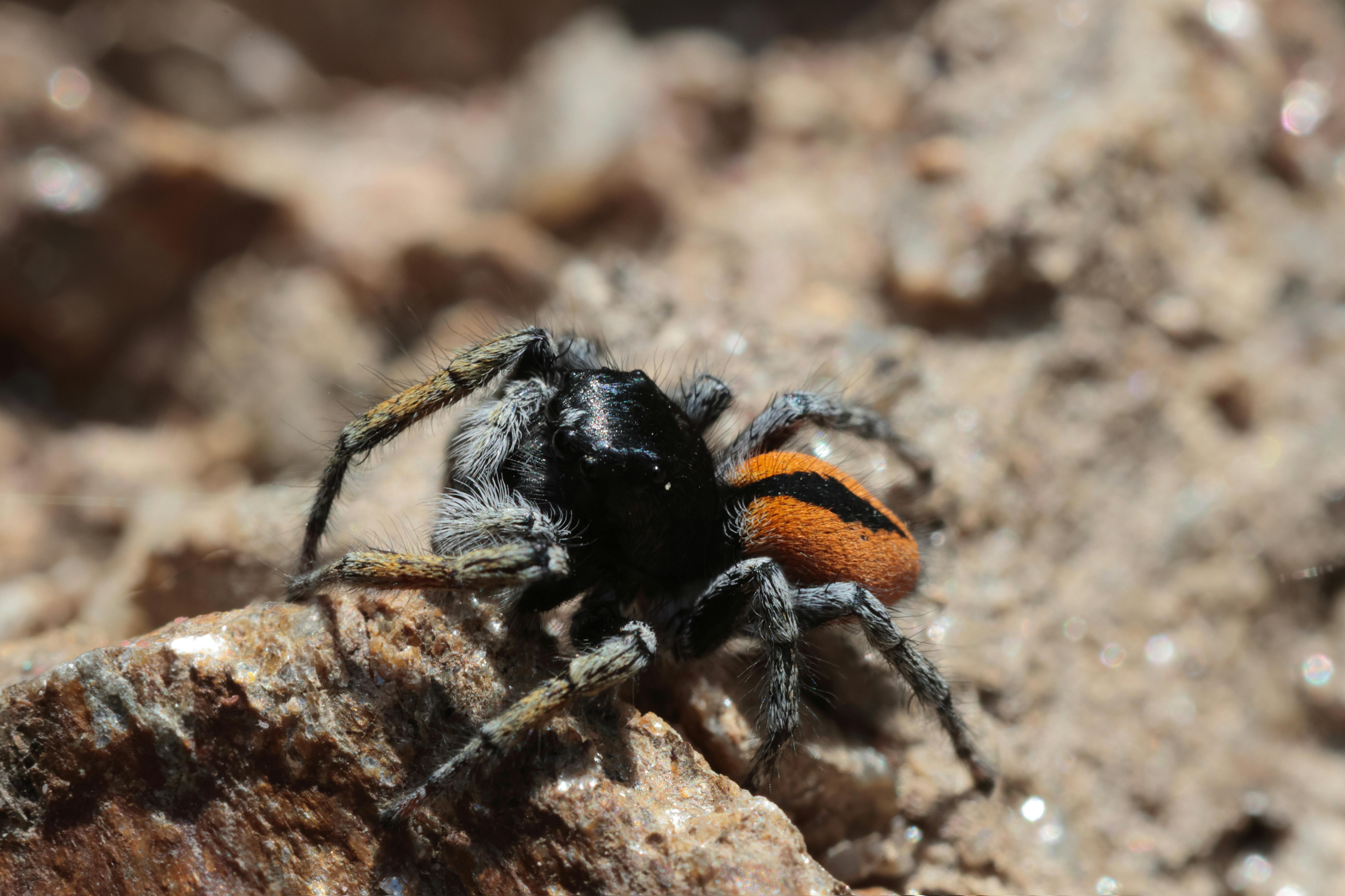 Eine Vielzahl von Insekten auf Pflanzen