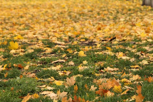 나뭇잎, 노란색, 노란색 배경의 무료 스톡 사진