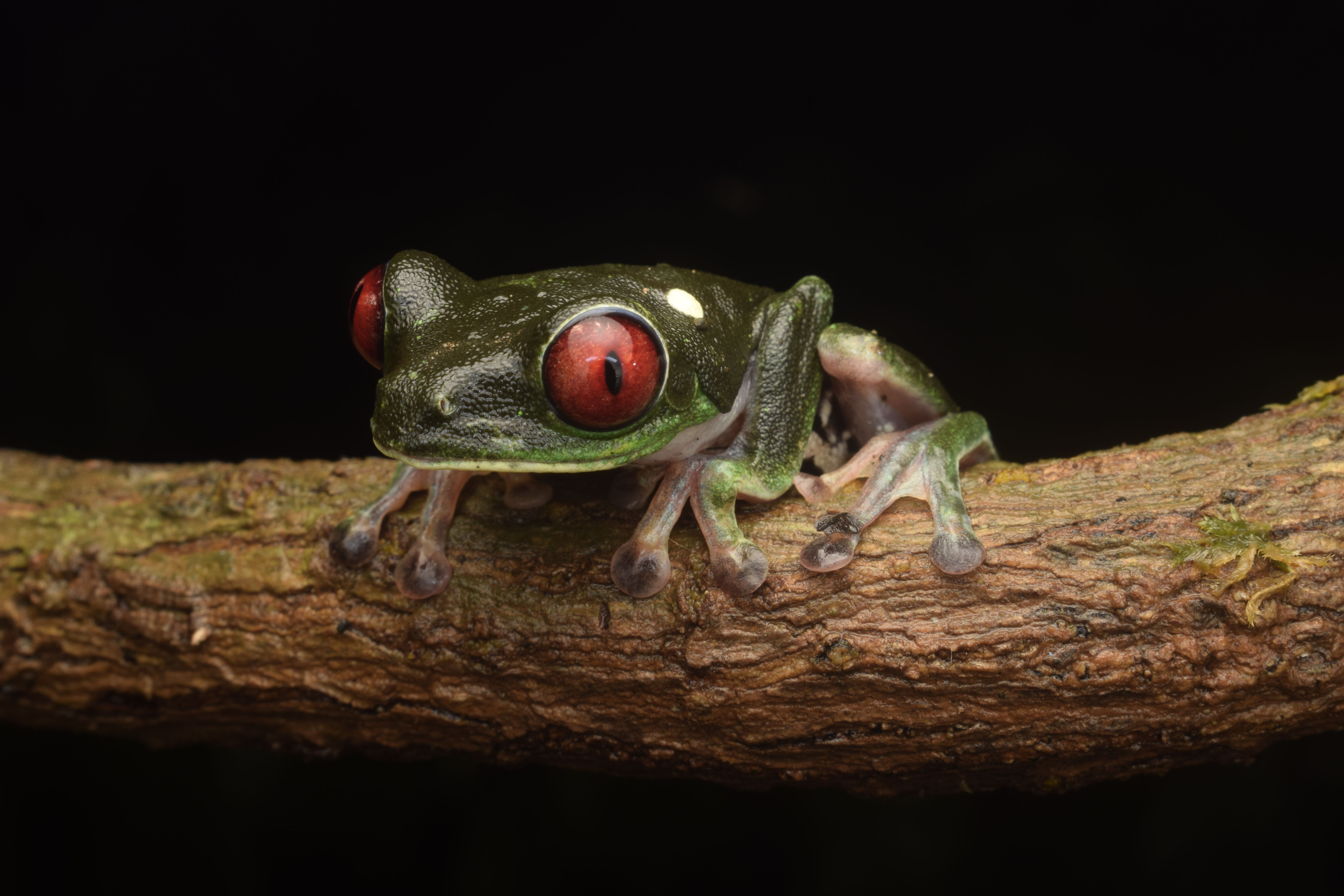 breed red eyed tree