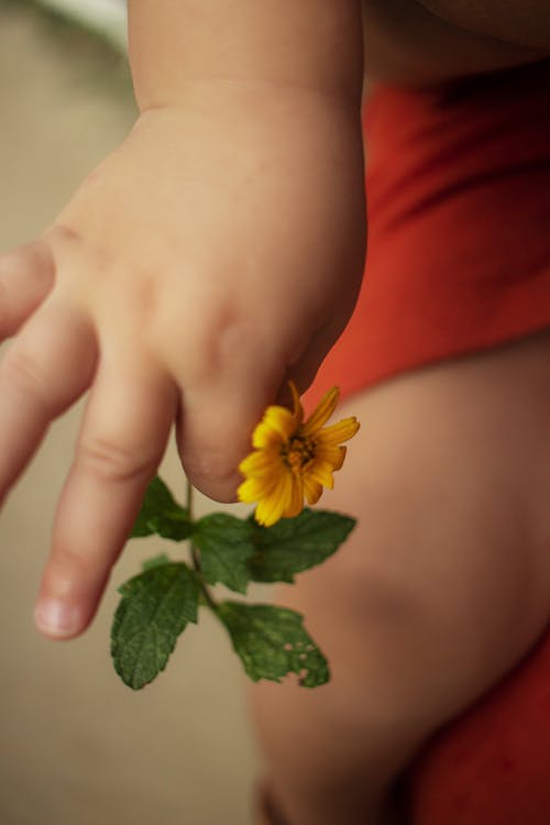 A child's hand holding a flower in front of a person