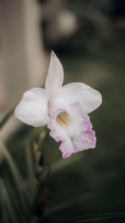 A white and pink orchid is in front of a green background