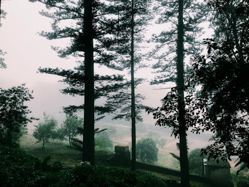 Landschaftsfoto Von Bäumen Mit Nebel