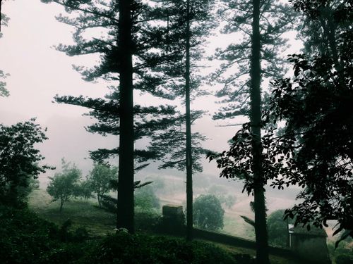 Free A serene misty forest in Sintra, Portugal, showcasing towering conifers and lush greenery. Stock Photo