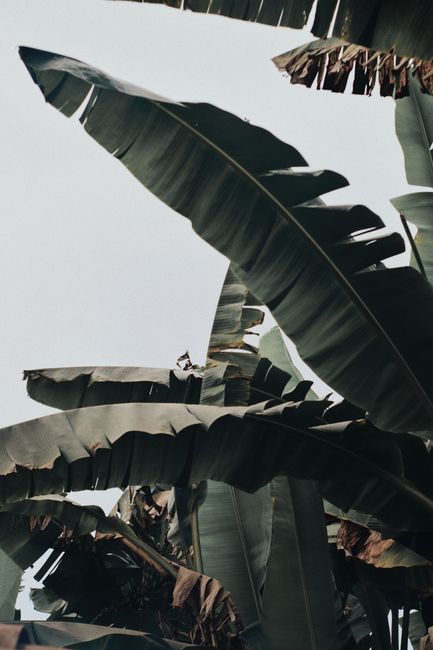 Close-up of vibrant banana leaves captured under clear tropical skies, evoking nature's lush beauty.
