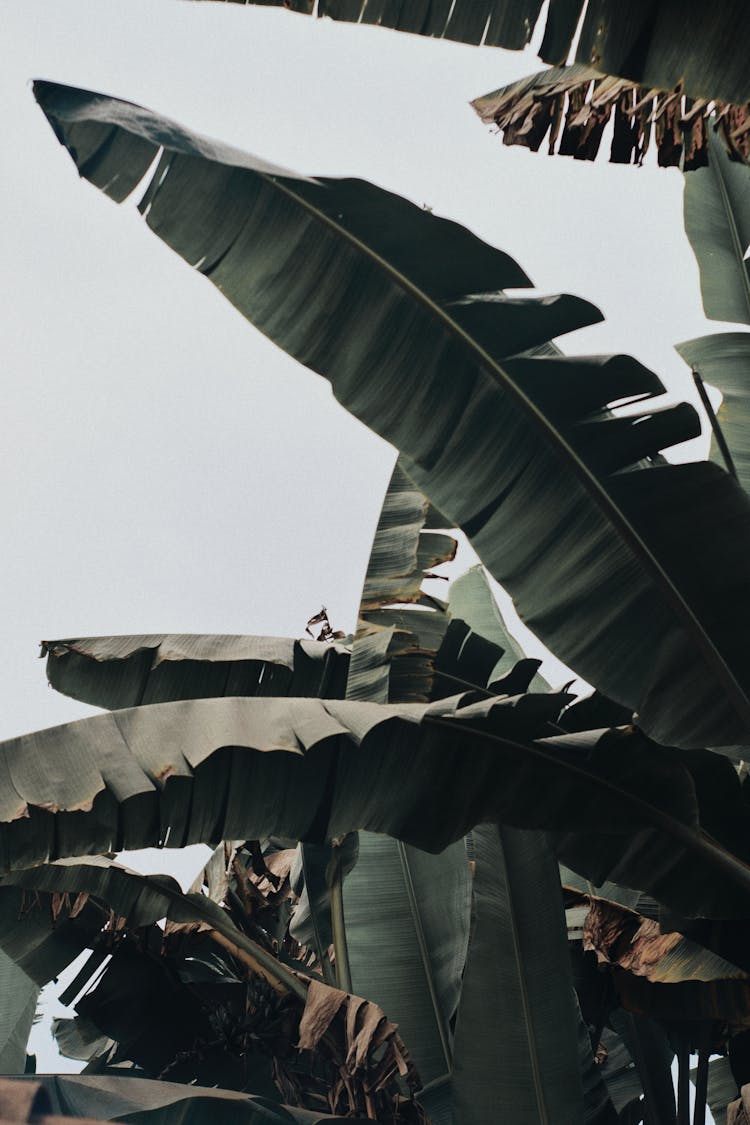 Low Angle Photo Of Banana Trees