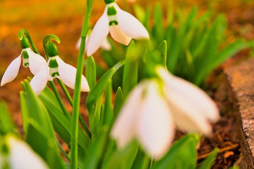 Kostenloses Stock Foto zu bokeh, frühlingsblume