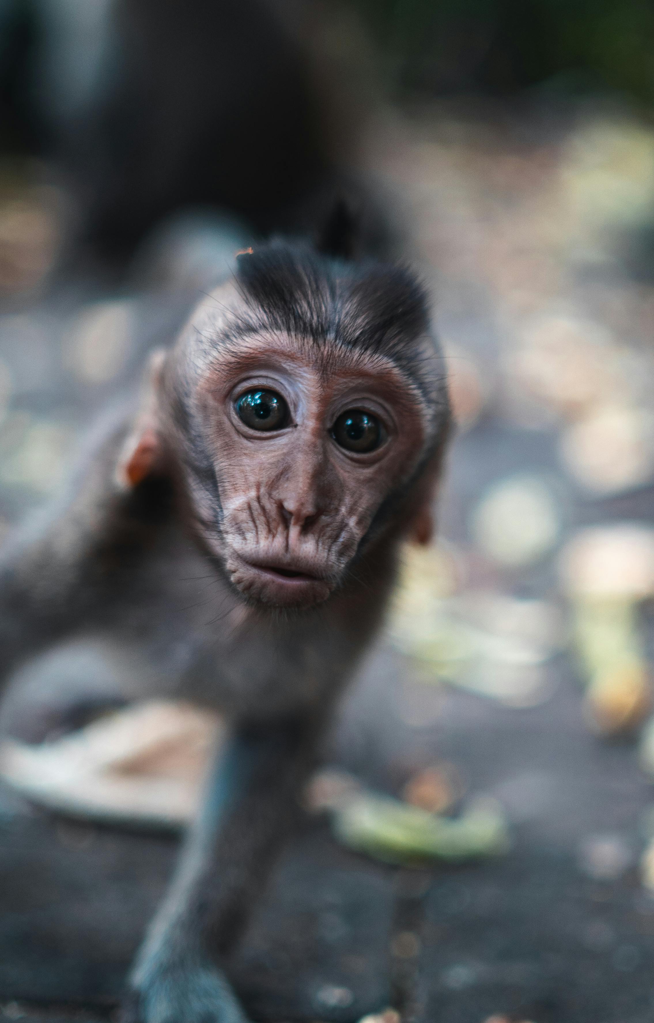 Close-up of a cute baby monkey exploring its surroundings in Bali, Indonesia's wildlife.