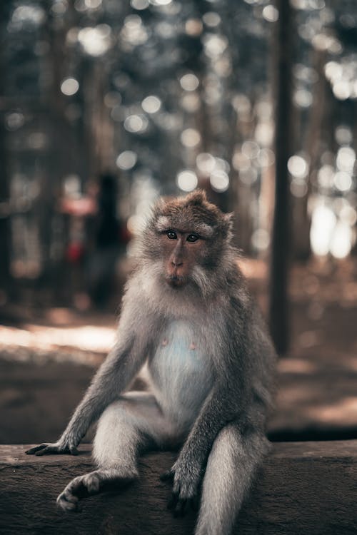 Grey and Brown Monkey Sitting on Wooden Fence