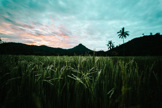 Lush rice field in the Philippines with a stunning sunset backdrop, highlighting tropical scenery.