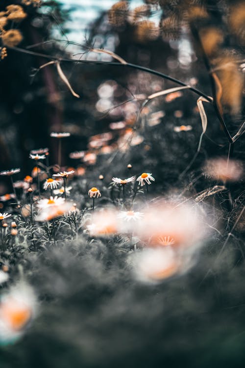 Selective Focus Photography of Daisy  Flowers