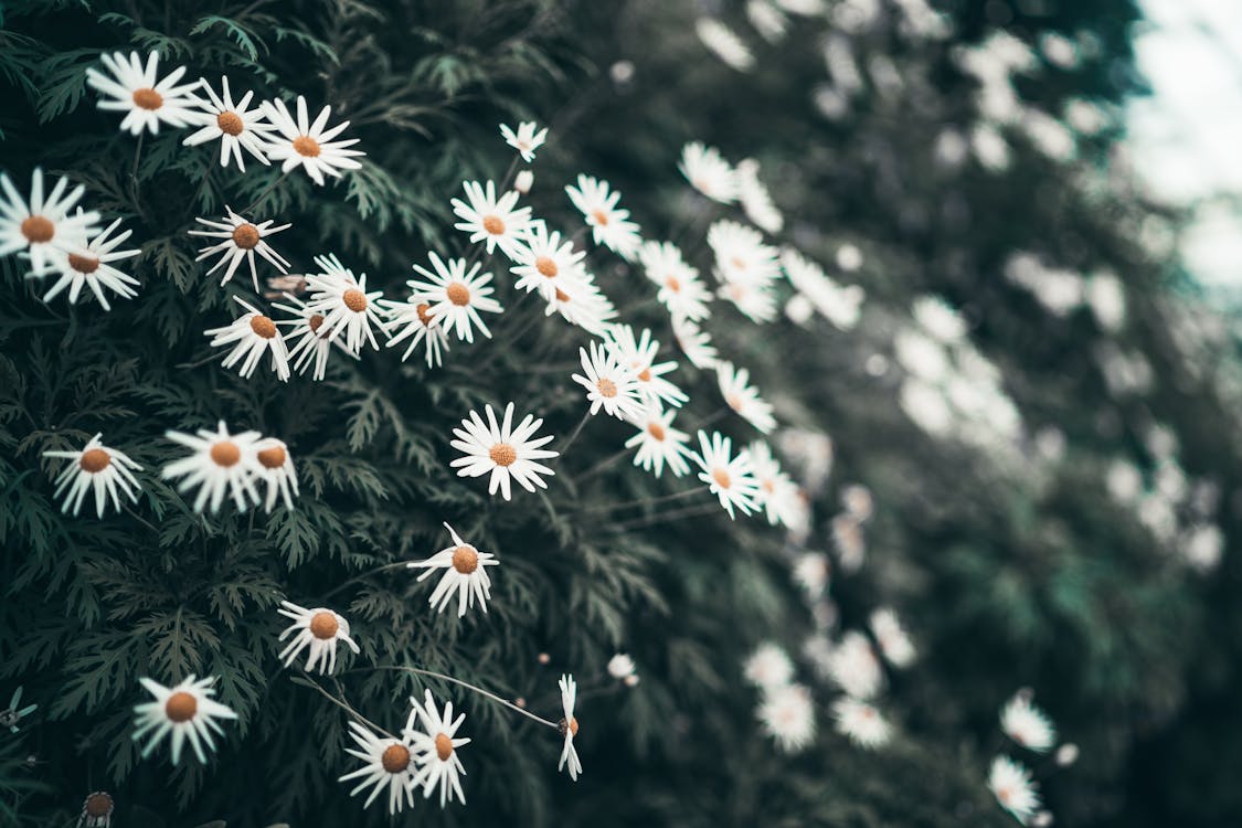 白と黄色のデイジーの花が咲く写真