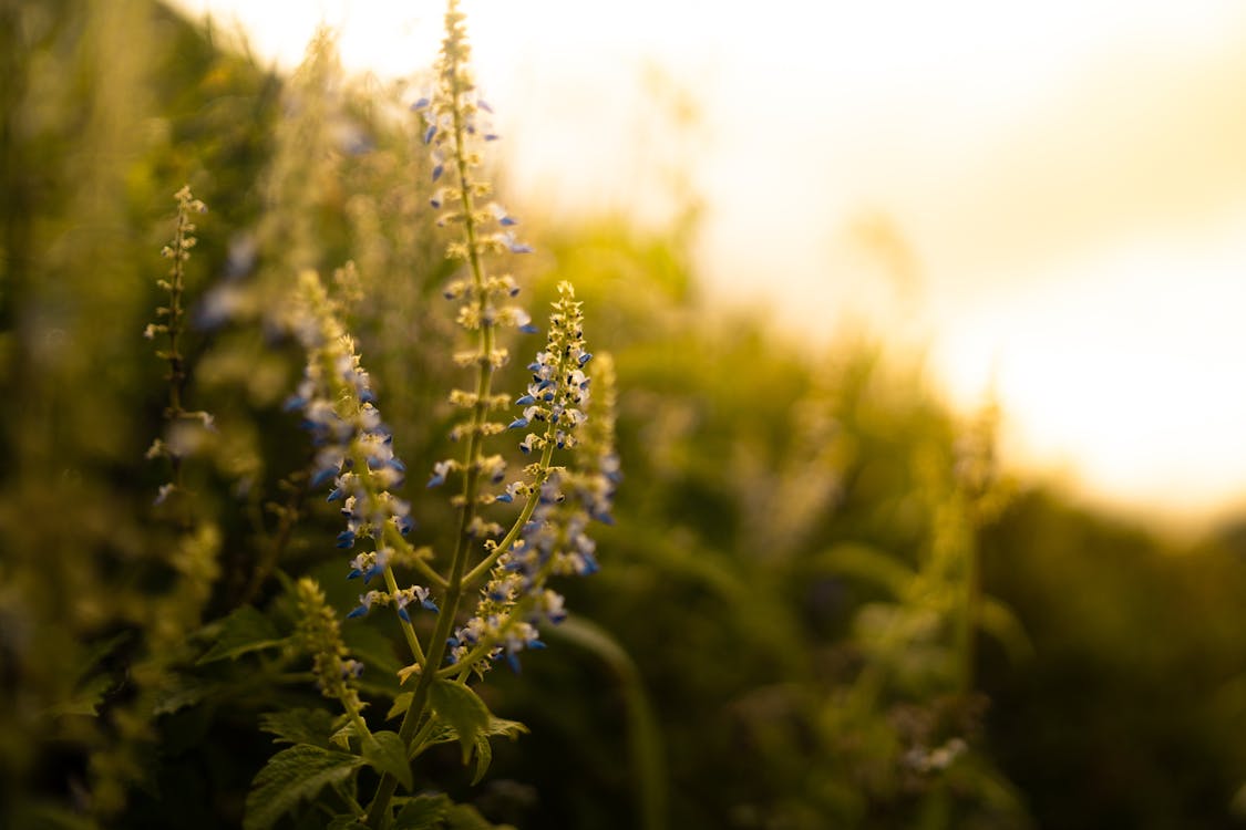 Free Blurred Photo of Blue Bluster Flowers Stock Photo