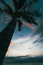 在菲律宾卡拉加，宁静的棕榈树海景映衬着充满活力的日落
