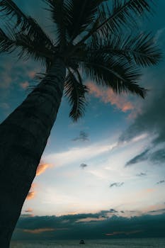 在菲律宾卡拉加，宁静的棕榈树海景映衬着充满活力的日落