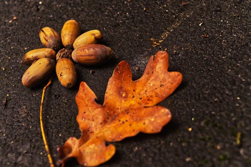 Kostenloses Stock Foto zu herbstblätter, herbstdekoration