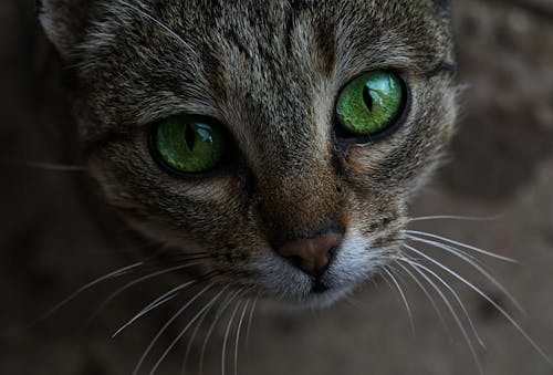 Close-up photo of a brown tabby cat