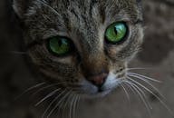 一只虎斑猫的特写镜头十分生动，它有着迷人的绿眼睛和清晰的皮毛纹理