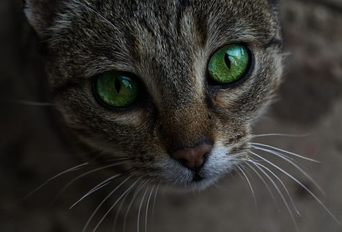 Free Intense close-up of a tabby cat with mesmerizing green eyes and detailed fur texture. Stock Photo