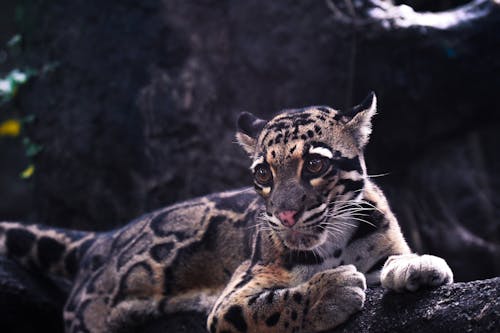 Δωρεάν στοκ φωτογραφιών με jaguar, άγρια φύση, αιλουροειδές Φωτογραφία από στοκ φωτογραφιών