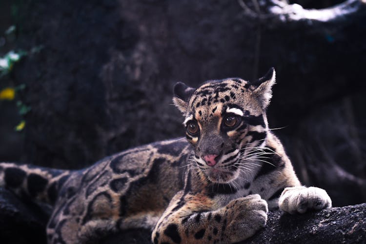 Close-Up Photo Of Jaguar Lying