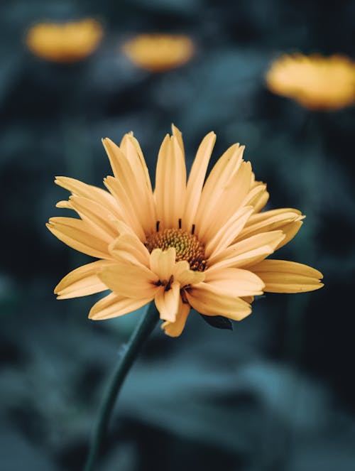 Gelbe Blume In Tilt Shift Lens