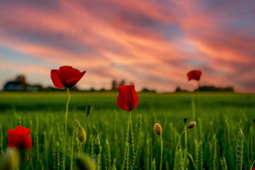 Red poppy at sunset