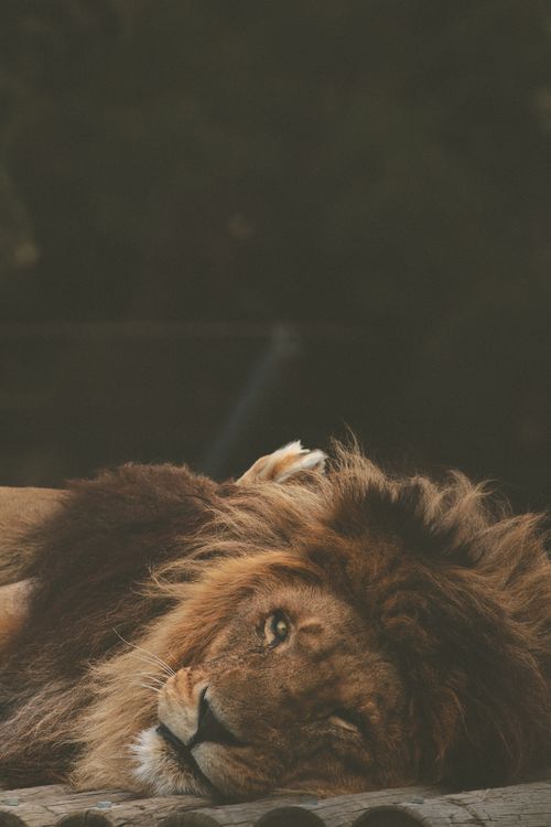 Free A majestic lion relaxes on wooden logs in Baku Zoo, showcasing its magnificent mane and regal demeanor. Stock Photo