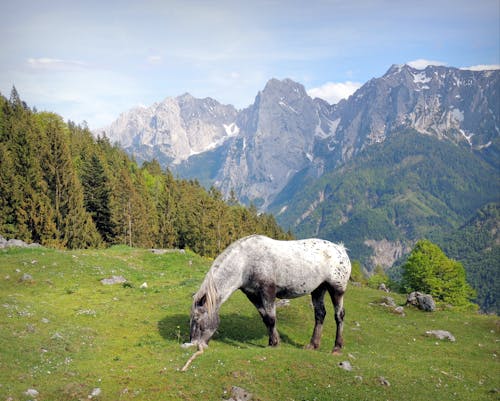 Бесплатное стоковое фото с mustang, варварский, гора