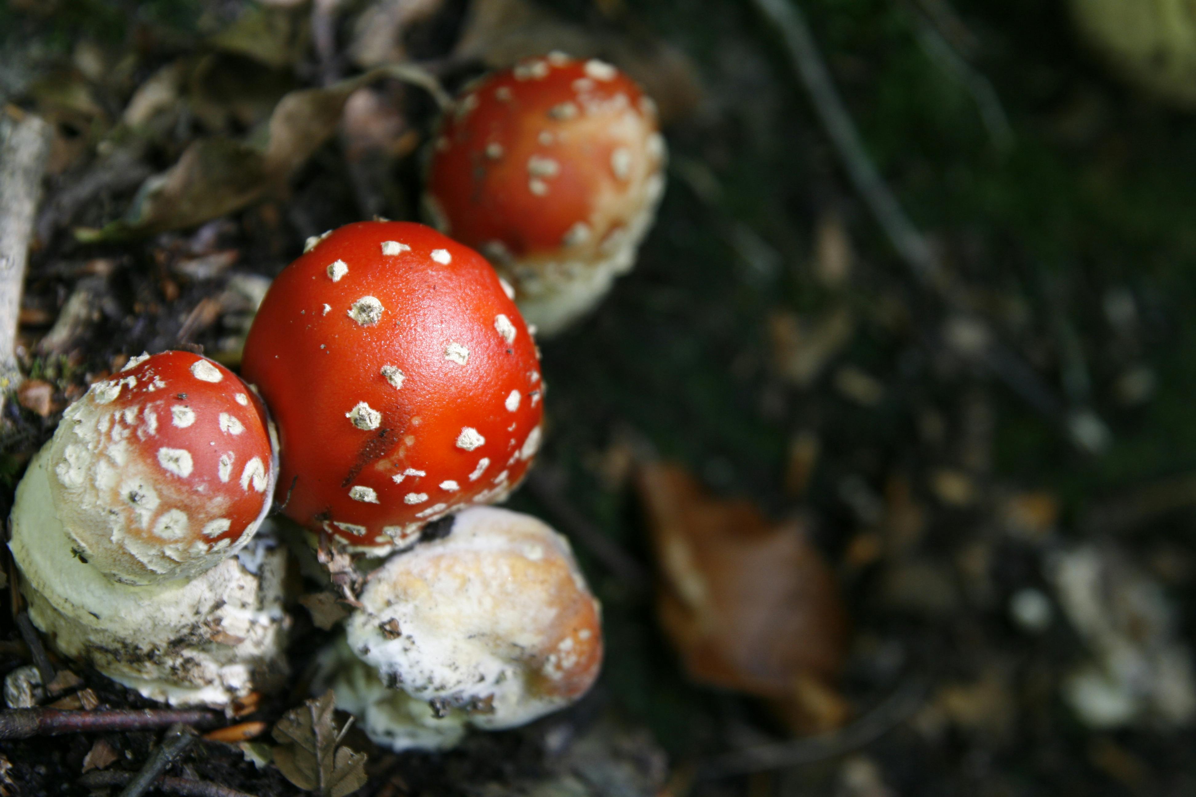 Free stock photo of ag\u00e1rio-das-moscas, amanita, cogumelos