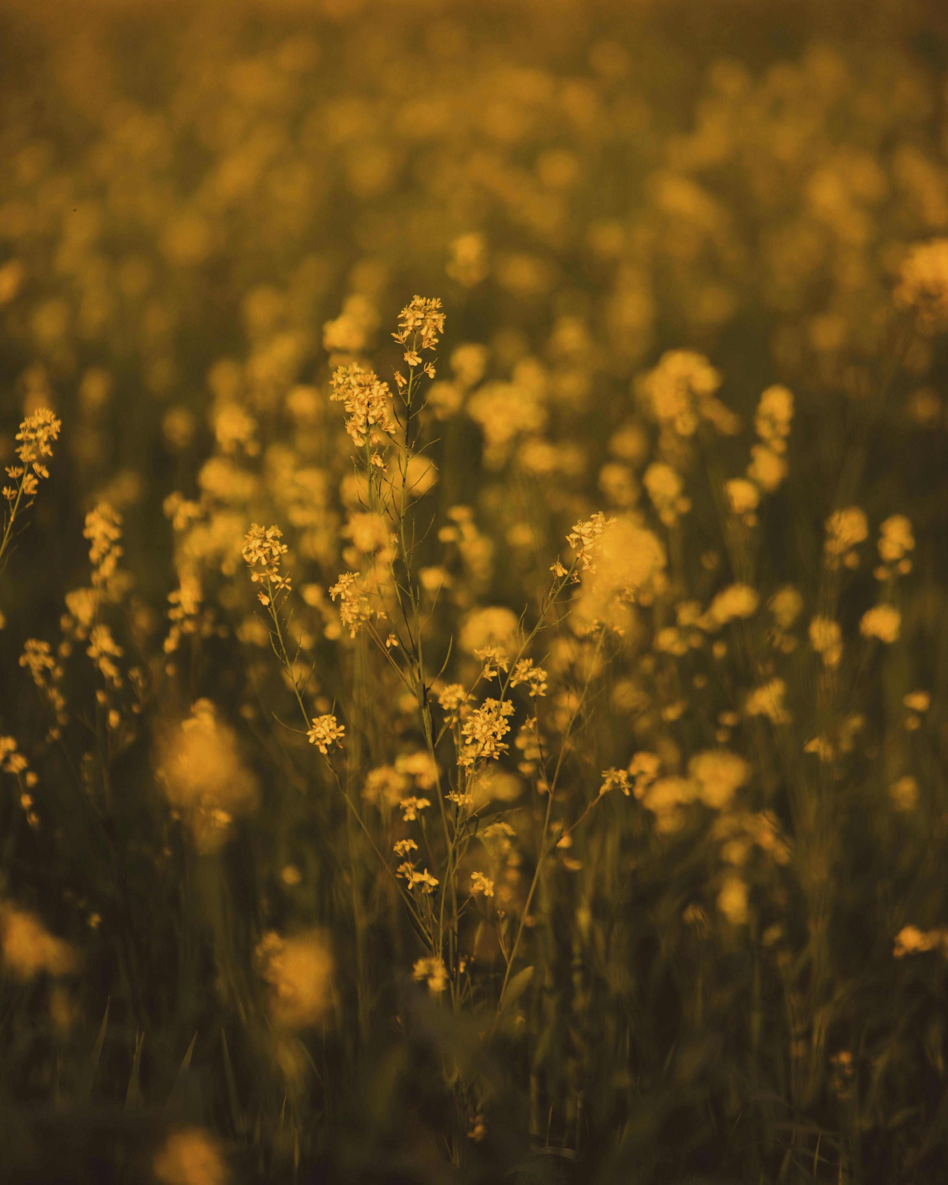 A serene view of a blooming canola field bathed in warm light, capturing nature's beauty.