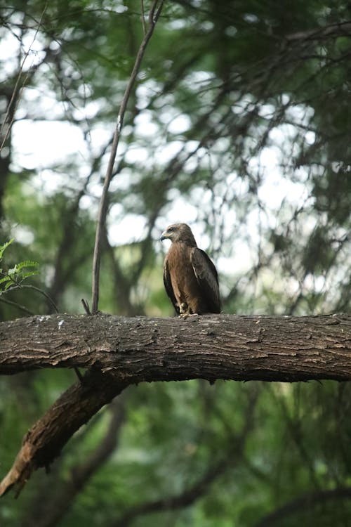 A bird is perched on a branch in the trees