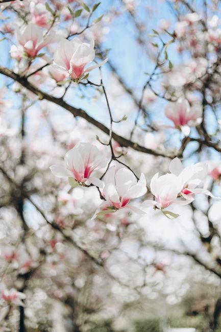 A beautiful close-up of cherry blossoms in full bloom during springtime with a clear blue sky.