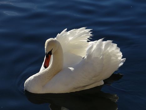 Close-up of a Swan on a Lake