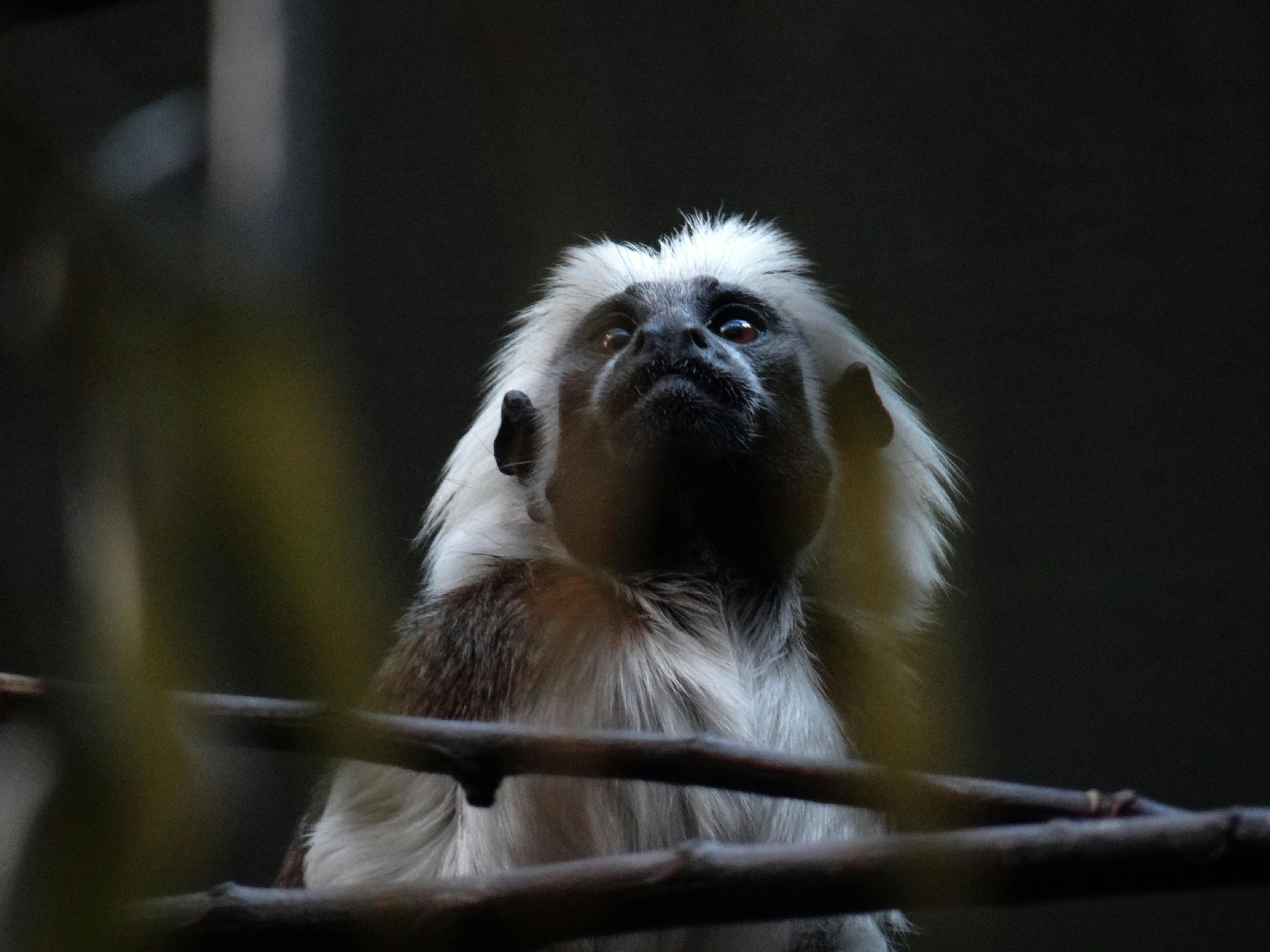 A captivating portrait of a cotton-top tamarin gazing skyward with a thoughtful expression.