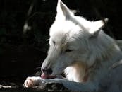 Weißer Wolf Leckt Die Haut 